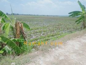 Image tanah dijual di Semanding, Bojonegoro, Bojonegoro, Properti Id 6534